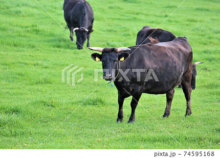 牛(黒毛和種) 牛(黒毛和種) 74595168