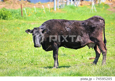 牛(黒毛和種) 牛(黒毛和種) 74595205