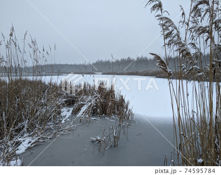 Winter landscape. Brown grass on snow covered ground Winter landscape. Brown grass on snow covered ground 74595784
