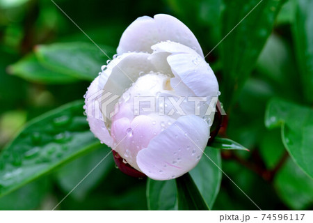 しゃくやく 74596117