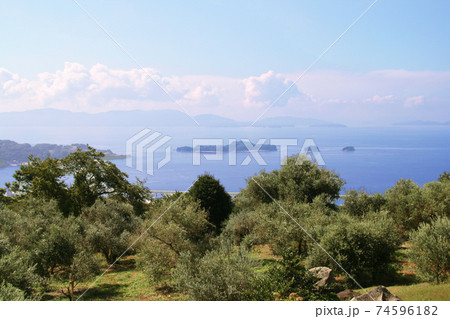 瀬戸内海とオリーブ園 74596182