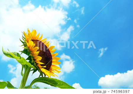青空に映える元気なヒマワリ 青空に映える元気なヒマワリ 74596397