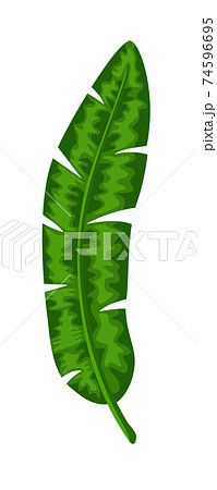 Green palm tree leaf isolated on white background 74596695