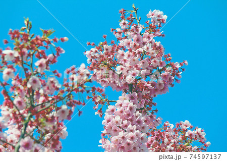 ＜春イメージ＞鮮やかな寒桜（フイルム風） 74597137