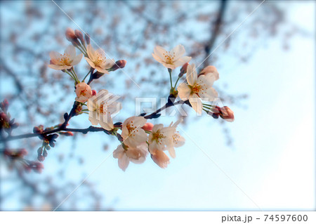 <春イメージ>ソフトフォーカスな桜のアップ(暖色加工) <春イメージ>ソフトフォーカスな桜のアップ(暖色加工) 74597600