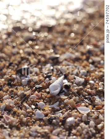 志摩半島　あずり浜　巻貝の貝殻 74597702