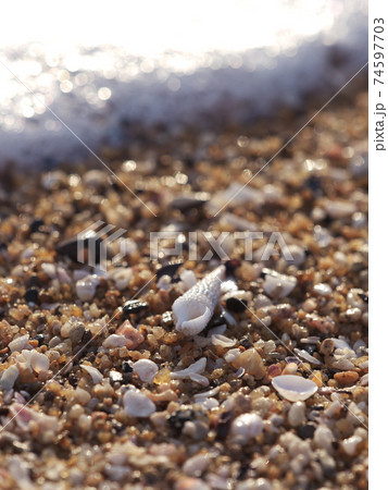 志摩半島　あずり浜　巻貝の貝殻 74597703