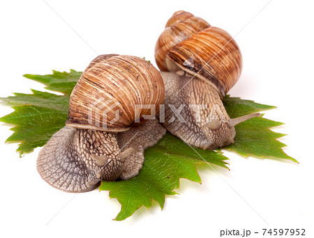 two snails crawling on the grape leaves white background two snails crawling on the grape leaves white background 74597952