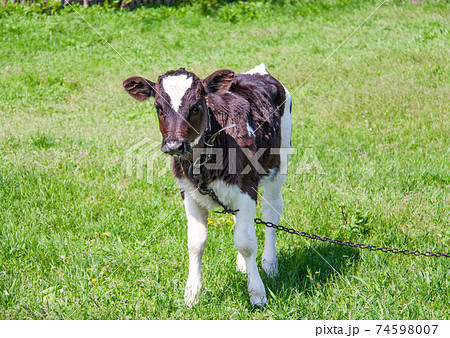 young bull grazing on a meadow in the village 74598007