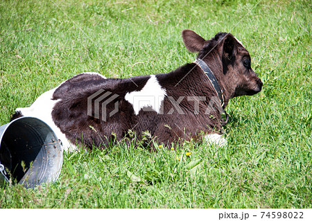 young bull grazing on a meadow in the village young bull grazing on a meadow in the village 74598022