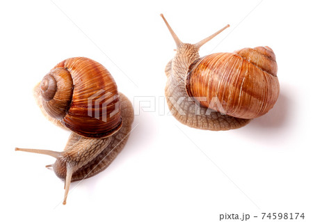 two live snail crawling on white background close-up macro two live snail crawling on white background close-up macro 74598174