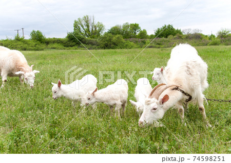 goatlings with goat are grazing on grass in the village goatlings with goat are grazing on grass in the village 74598251