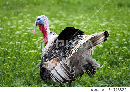 turkey grazing on green grass in the village 74598325