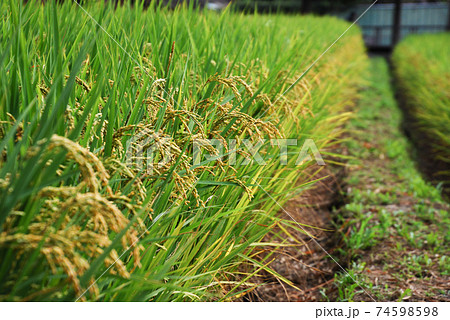 台湾 たんぼ 田んぼ 74598598