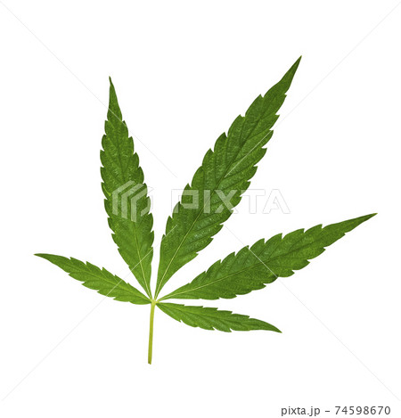 Green Cannabis leaf isolated on white. Hemp leaf cutout close up. Marijuana drugs is produced from Cannabis leaf 74598670