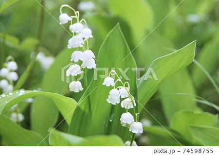 スズラン 74598755