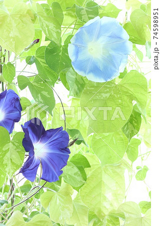 青色のアサガオ2種 明るい緑背景の写真素材
