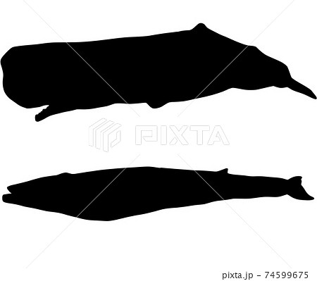 巨大なクジラのシルエットのイラスト素材