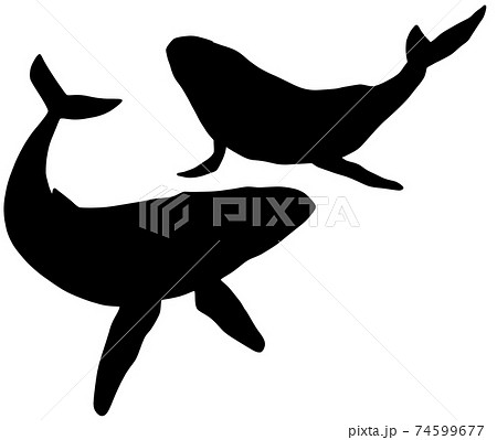 優雅に泳ぐクジラのシルエットのイラスト素材