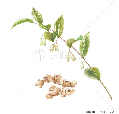ナルコユリ　花と根 74599701