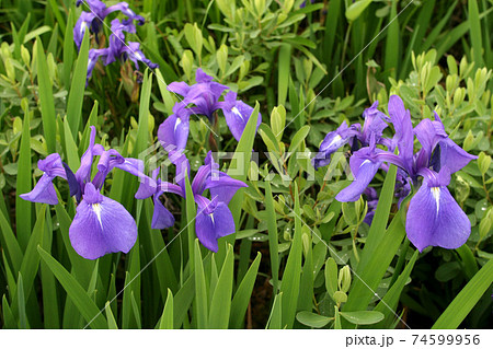 ヒオウギアヤメ 檜扇菖蒲 北海道初夏の花 ヒオウギアヤメ 檜扇菖蒲 北海道初夏の花 74599956