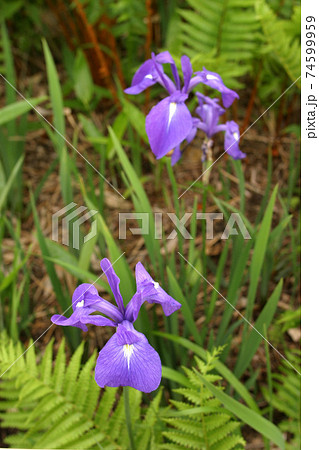 ヒオウギアヤメ　檜扇菖蒲　北海道初夏の花 74599959