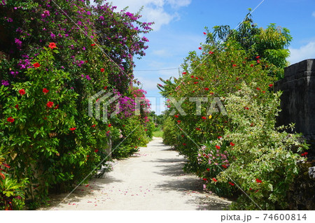 白い砂の道と鮮やかな植物 74600814