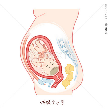 胎児の成長 妊娠9ヶ月 のイラスト素材
