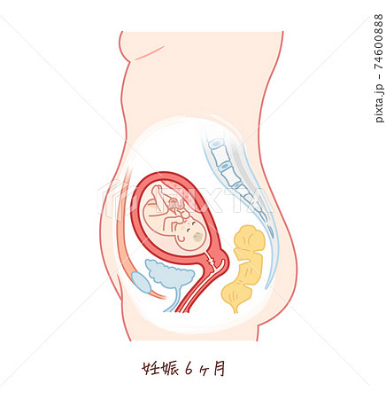 胎児の成長 妊娠6ヶ月 のイラスト素材