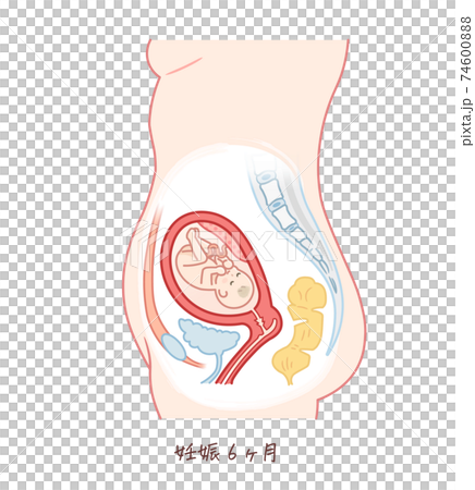 胎児の成長 妊娠6ヶ月 のイラスト素材