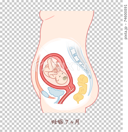 胎児の成長 妊娠7ヶ月 のイラスト素材