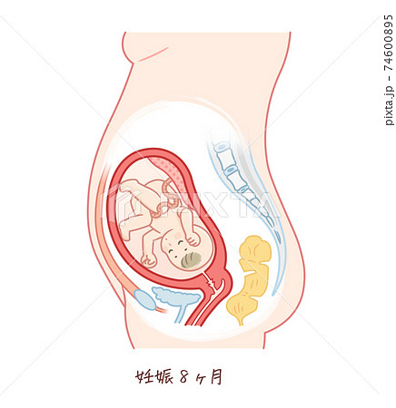 胎児の成長 妊娠8ヶ月 のイラスト素材