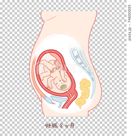 胎兒生長（妊娠8個月） 74600895