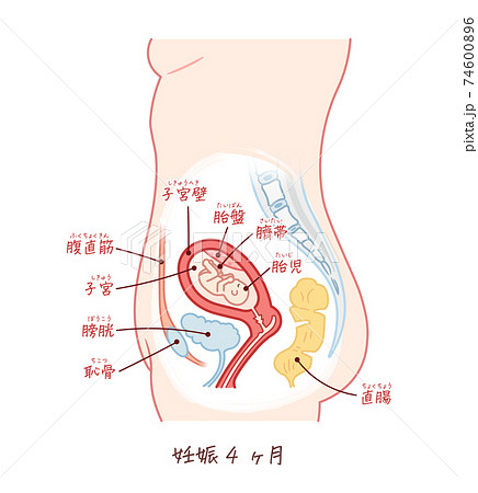 胎児の成長 妊娠4ヶ月 テキスト付きのイラスト素材