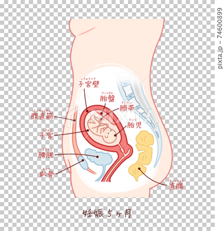 胎児の成長 妊娠5ヶ月 テキスト付きのイラスト素材