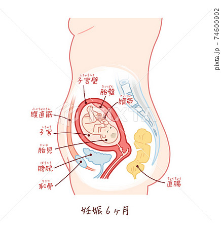 胎児の成長 妊娠6ヶ月 テキスト付きのイラスト素材