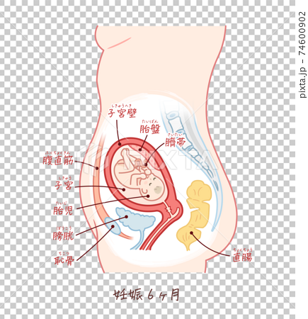 胎児の成長 妊娠6ヶ月 テキスト付きのイラスト素材