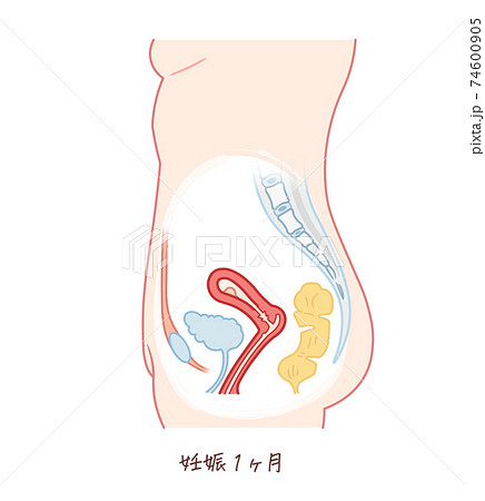 胎児の成長 妊娠1ヶ月 のイラスト素材