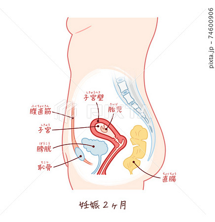胎児の成長 妊娠2ヶ月 テキスト付きのイラスト素材