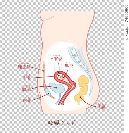 胎児の成長 妊娠2ヶ月 テキスト付きのイラスト素材