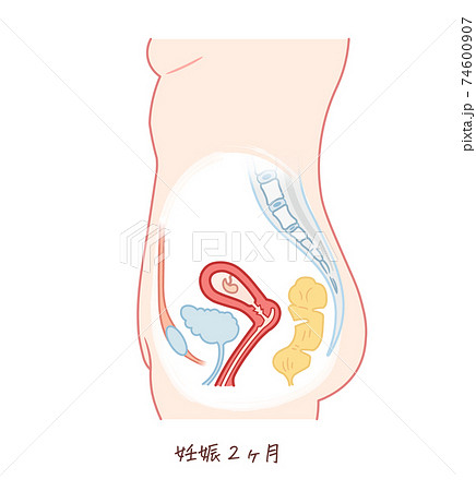 胎児の成長 妊娠2ヶ月 のイラスト素材