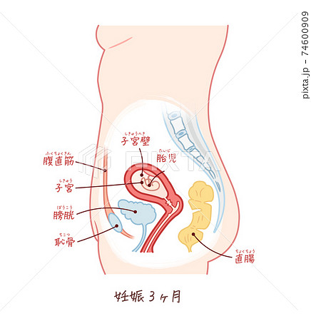 胎児の成長(妊娠3ヶ月)テキスト付き 胎児の成長(妊娠3ヶ月)テキスト付き 74600909