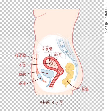 胎児の成長(妊娠3ヶ月)テキスト付き 胎児の成長(妊娠3ヶ月)テキスト付き 74600909