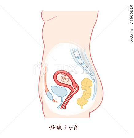 胎児の成長 妊娠3ヶ月 のイラスト素材