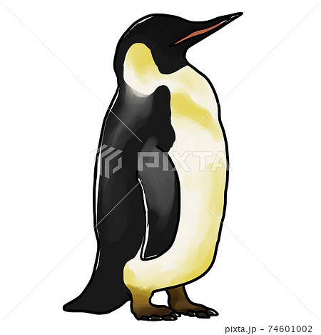 リアルなエンペラーペンギンのイラスト素材