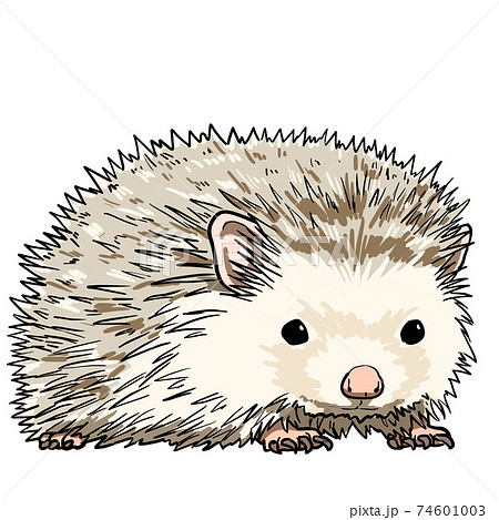 Realistic Hedgehog Stock Illustration