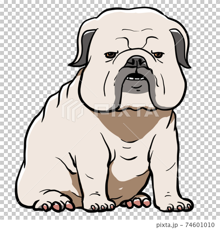 ブルドッグがおすわりしているイラスト 74601010