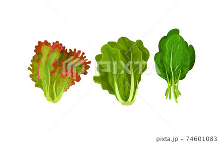 Leaf Vegetables or Salad Greens as Edible Plant Vector Set 74601083