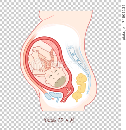 胎児の成長 妊娠10ヶ月 のイラスト素材