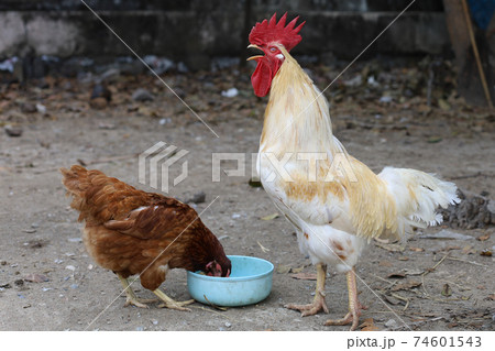 The chicken eat food in garden at thailand The chicken eat food in garden at thailand 74601543